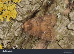 Attēlu rezultāti vaicājumam “Caradrina morpheus”