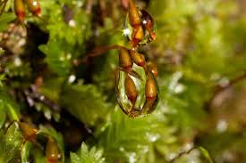 Attēlu rezultāti vaicājumam “Fissidens adianthoides”