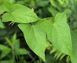 Attēlu rezultāti vaicājumam “Calystegia sepium leaf”