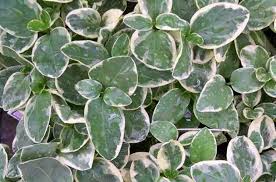 Attēlu rezultāti vaicājumam “Vinca minor leaf”