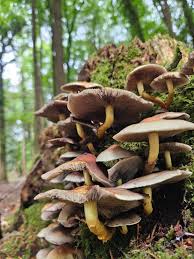 Attēlu rezultāti vaicājumam “Hypholoma sp.”