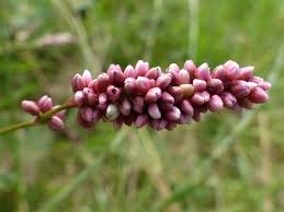 Attēlu rezultāti vaicājumam “Persicaria maculosa flower”