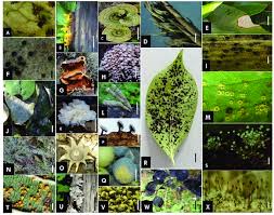 Attēlu rezultāti vaicājumam “Phragmidium sp.”