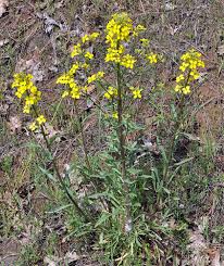 Attēlu rezultāti vaicājumam “Erysimum hieracifolium”