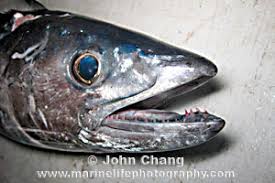 Image result for Sarda sarda