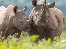 Image result for Rhyl Rhinos