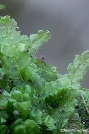 Attēlu rezultāti vaicājumam “Lophocolea heterophylla”