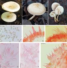 Attēlu rezultāti vaicājumam “Pluteus leoninus”