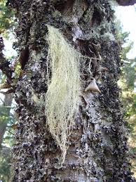 Attēlu rezultāti vaicājumam “Usnea filipendula”