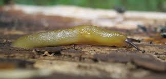 Attēlu rezultāti vaicājumam “Fruticola fruticum”