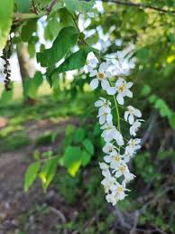 Attēlu rezultāti vaicājumam “Padus avium leaf”