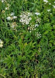 Attēlu rezultāti vaicājumam “Chaerophyllum aromaticum flower”