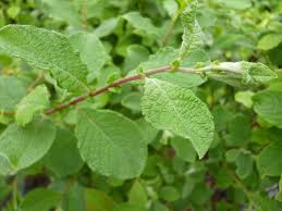 Attēlu rezultāti vaicājumam “Salix aurita”