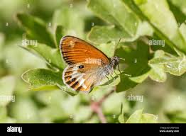 Attēlu rezultāti vaicājumam “Coenonympha arcania underside”