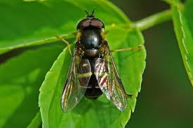 Attēlu rezultāti vaicājumam “Dasysyrphus tricinctus”