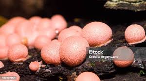 Attēlu rezultāti vaicājumam “Lycogala cf. fossiculatum macro”