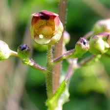 Attēlu rezultāti vaicājumam “Scrophularia nodosa”