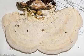 Attēlu rezultāti vaicājumam “Trametes gibbosa”