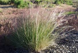 Attēlu rezultāti vaicājumam “Calamagrostis purpurea flower”