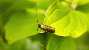 Attēlu rezultāti vaicājumam “Adelidae”