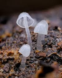 Attēlu rezultāti vaicājumam “Delicatula integrella”