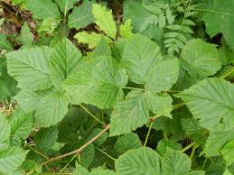 Attēlu rezultāti vaicājumam “Rubus nessensis”