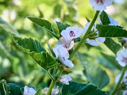 Image result for Althaea officinalis
