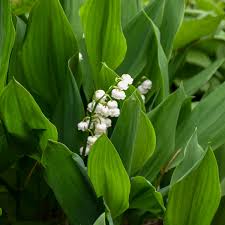 Attēlu rezultāti vaicājumam “Convallaria majalis leaf”