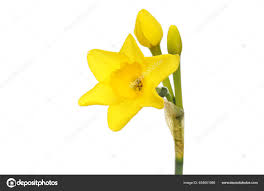 Attēlu rezultāti vaicājumam “Narcissus bud”