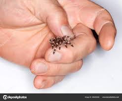 Znalezione obrazy dla zapytania geniculata