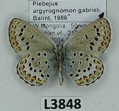 Attēlu rezultāti vaicājumam “Plebejus argyrognomon”