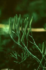 Attēlu rezultāti vaicājumam “Aloina rigida sporophyte”