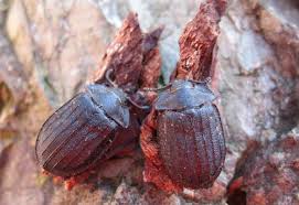 Attēlu rezultāti vaicājumam “Peltis grossa”