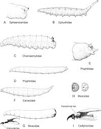 Attēlu rezultāti vaicājumam “Phronia sp. larva”