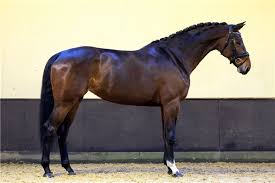 Afbeeldingsresultaat voor paarden