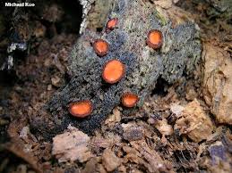 Attēlu rezultāti vaicājumam “Scutellinia scutellata”