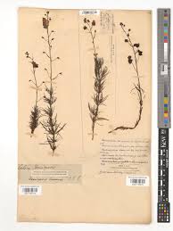 Image result for Alonsoa linearis