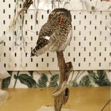 Attēlu rezultāti vaicājumam “Glaucidium passerinum adult”