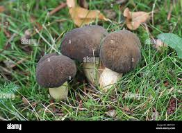 Attēlu rezultāti vaicājumam “Xerocomus pruinatus”