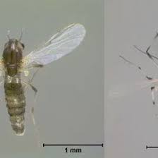 Attēlu rezultāti vaicājumam “Cricotopus male”