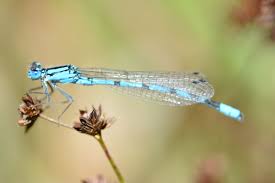 Attēlu rezultāti vaicājumam “Enallagma cyathigerum”