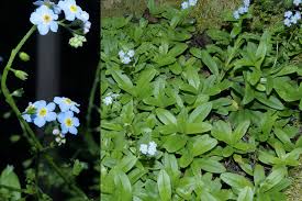 Attēlu rezultāti vaicājumam “Myosotis laxa subsp. baltica”