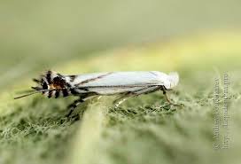 Attēlu rezultāti vaicājumam “Lyonetia prunifoliella”