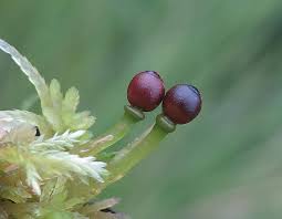 Attēlu rezultāti vaicājumam “Sphagnum sporophyte”