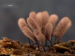 Attēlu rezultāti vaicājumam “Stemonitopsis hyperopta macro”