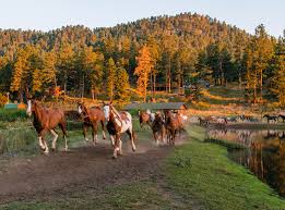 Image result for Palmers Riding Stables