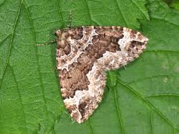 Attēlu rezultāti vaicājumam “Lampropteryx suffumata”