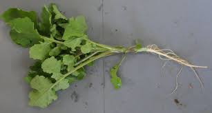 Attēlu rezultāti vaicājumam “Sinapis alba fruit”