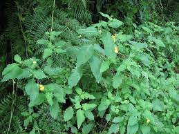 Attēlu rezultāti vaicājumam “Impatiens noli-tangere leaf”
