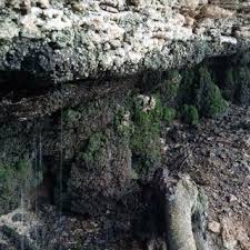 Attēlu rezultāti vaicājumam “Eucladium verticillatum”